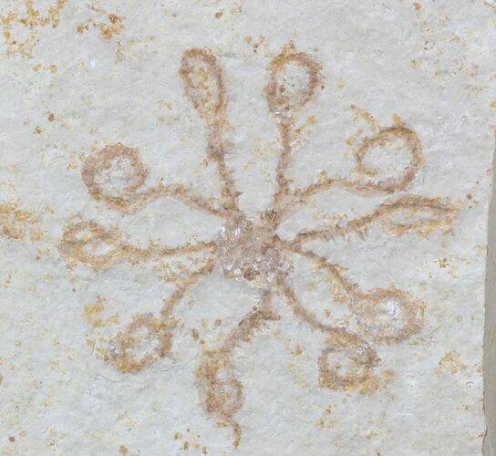 Floating Crinoid (Saccocoma) - Solnhofen Limestone #58288